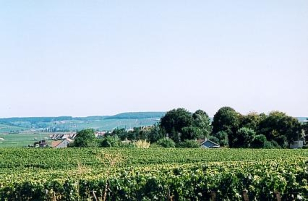Beaune Landschap