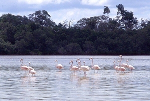 2c Celestun_flamingo's 4