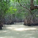 2c Celestun_mangroves 3