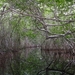 2c Celestun_mangroves