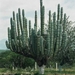7x Oaxaca_omgeving met cactussen