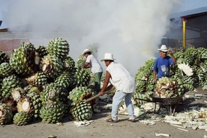 9d Tequila_stokerij_De overblijvende piña (ananas, omdat ie daar