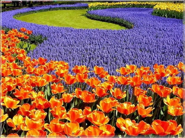 Zeelandbloemen  Nederland