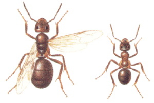 Mieren