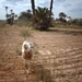 1 Djerba_platte land_IMAG0354