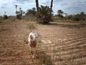 1 Djerba_platte land_IMAG0354