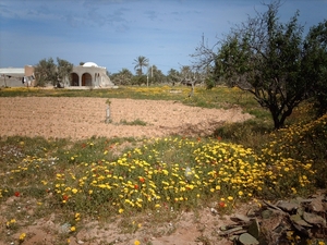 1 Djerba_platte land_IMAG0358