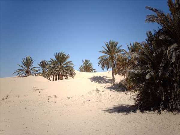 2b Douz_dromedaristocht_IMAG0141