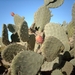 6a  El Djem_omgeving_cactussen_IMAG0285