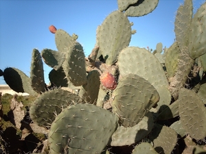 6a  El Djem_omgeving_cactussen_IMAG0285