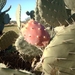 6a  El Djem_omgeving_cactussen_IMAG0287