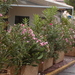 Ol   oleander  anders