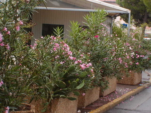 Ol�   oleander  anders
