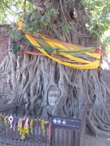 2b_Ayutthaya_Boeddha_boom 2