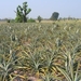 4_Lampang_omg _annanasvelden
