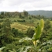6b_Chiang Mai_omg_rijstvelden