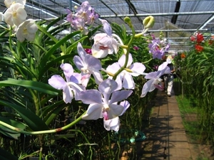 6_Chiang Mai_orchideeën_kwekerij 4