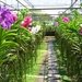 6_Chiang Mai_orchideeën_kwekerij 6