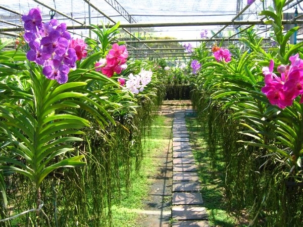 6_Chiang Mai_orchideeën_kwekerij 6