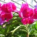 6_Chiang Mai_orchideeën_kwekerij 7