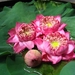 6_Chiang Mai_orchideeën_kwekerij 9