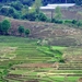 7_Chiang Rai_omg_rijstvelden 2