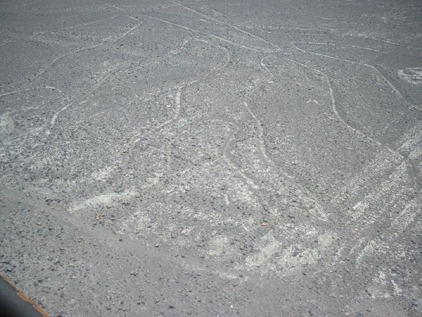 3NA S483 Nasca lijnen boom