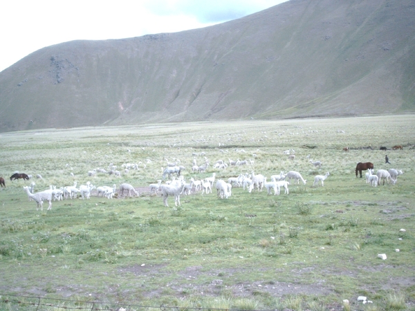 8AP S675 alteplano alpacas