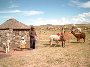 8SL S734 boerderij pose lamas