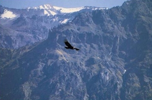 9CC IN Colca Canon Condor 1