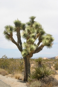 2y Joshua Tree National Park_Het park is genoemd naar deze boom