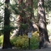 5b Yosemite_Sequoia net buiten Mariposa Grove