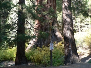 5b Yosemite_Sequoia net buiten Mariposa Grove