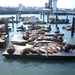 6a San Francisco_Fishermans Wharf_zeeleeuwen op pier 39_IMAG1842