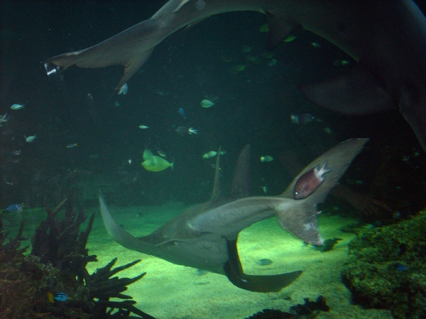 1a Sydney  _aquarium IMAG2411