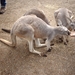 1a Sydney  _omg_dierentuin IMAG2442