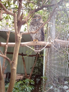 1a Sydney  _omg_dierentuin IMAG2449