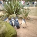 1a Sydney  _omg_dierentuin IMAG2451