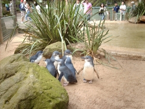 1a Sydney  _omg_dierentuin IMAG2451