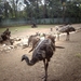 1a Sydney  _omg_dierentuin IMAG2472