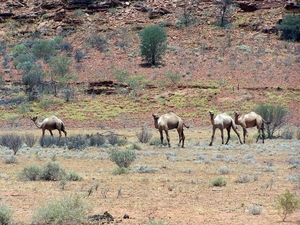 3x Kings Canyon - Alice Springs  YP__4318