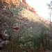 3x Kings Canyon - Alice Springs IMAG2648
