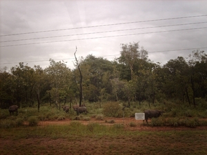 6a Kakadu _NP  IMAG2689