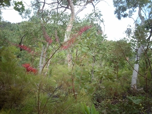 6a Kakadu _NP  IMAG2722