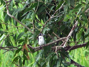 6a Kakadu _NP  YP__4359