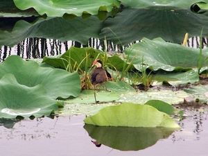 6a Kakadu _NP  YP__4364