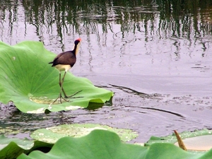 6a Kakadu _NP  YP__4365