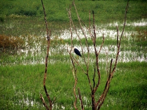 6a Kakadu _NP  YP__4366