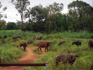 6a Kakadu _NP  YP__4374