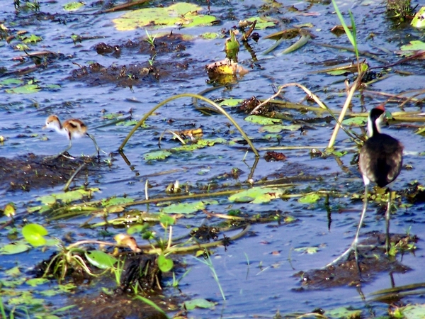 6a Kakadu _NP  YP__4458